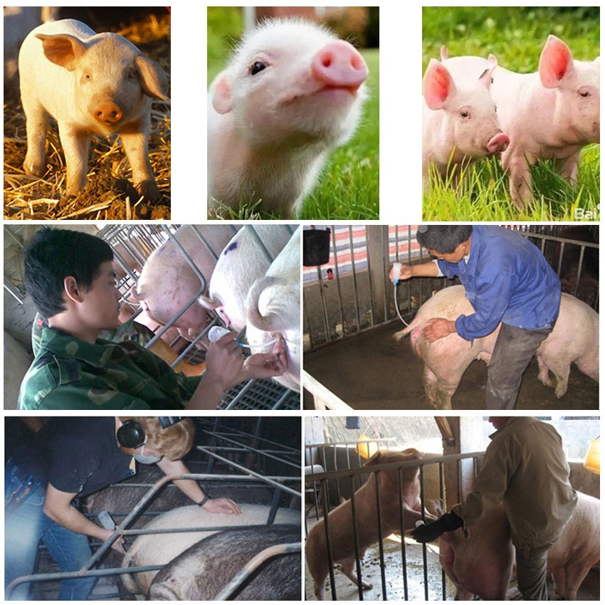 Application of Sperm catheters for pigs Application of Sperm catheters for pigs